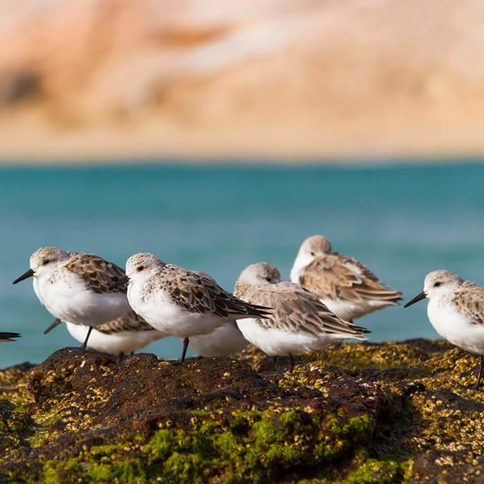 Butihondo. Fuerteventura.