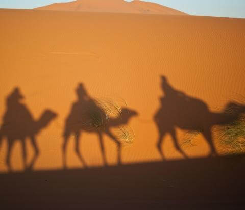 camels-897658_1280