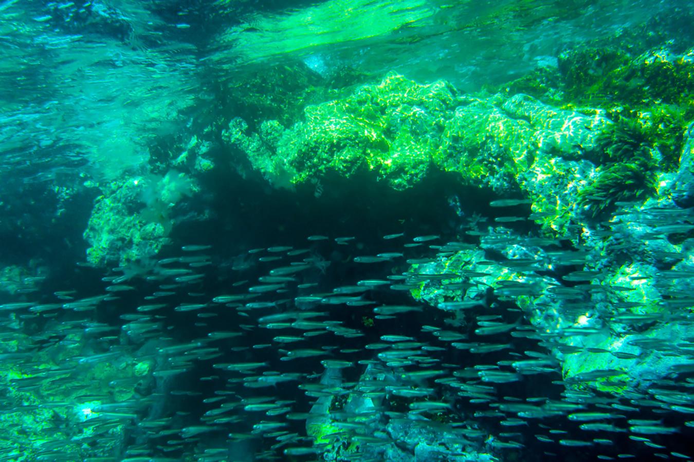 La Graciosa. Submarinismo