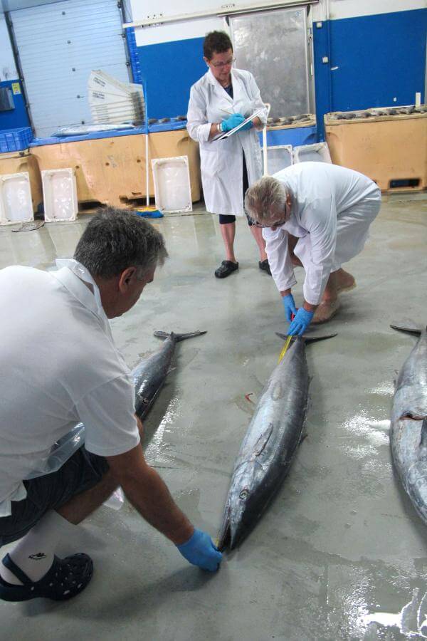 El Hierro. Pesca  Artesanal.. 