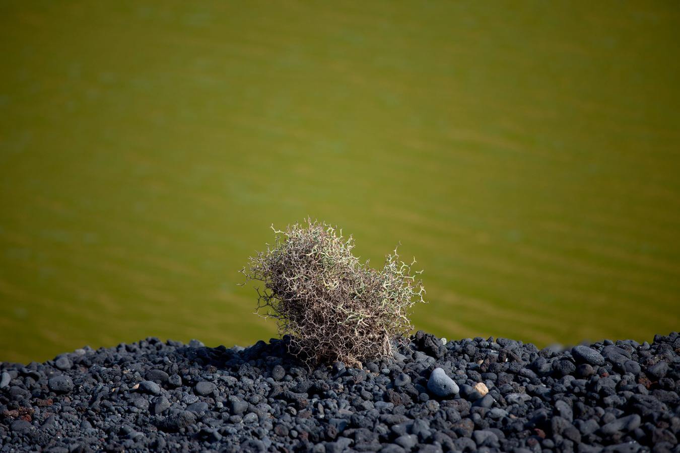 Lanzarote. Charco de los Clicos