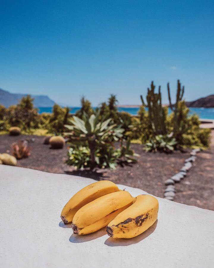 Canarian bananas