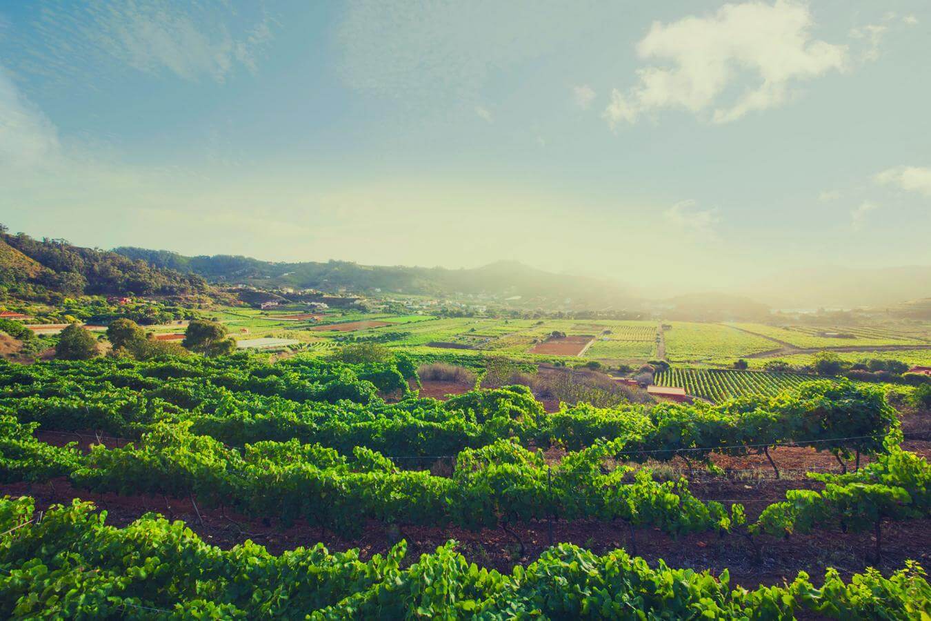 Tenerife.T egueste.V iñedo.