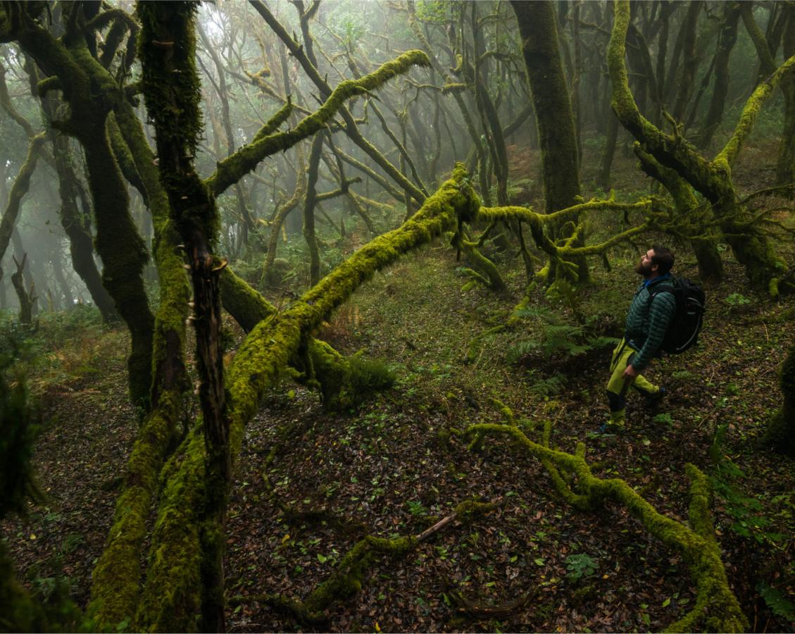 Parque-Nacional-de-Garajonay-La-Gomera