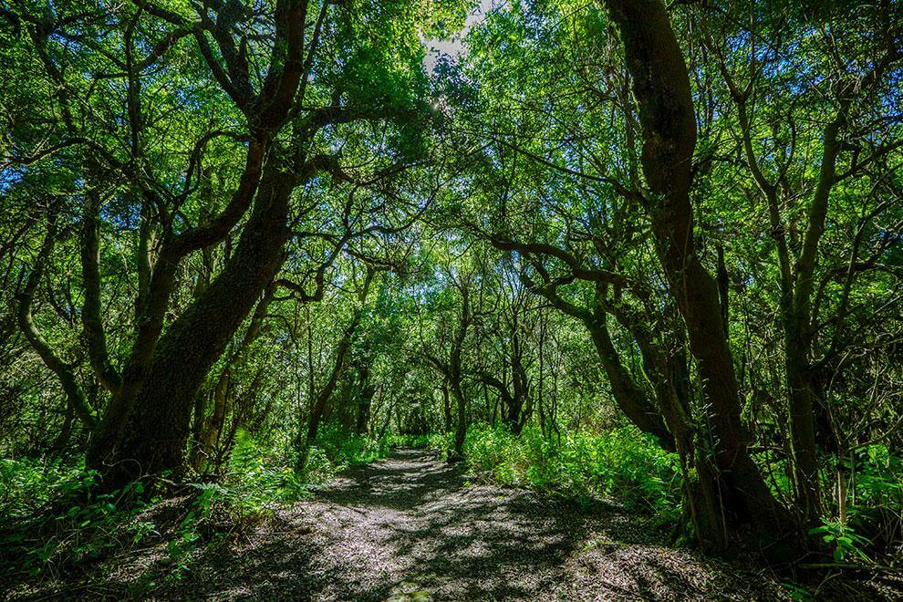 El Hierro. Sendero de la Llanía